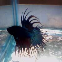 jual cupang hias
