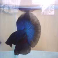 jual cupang hias