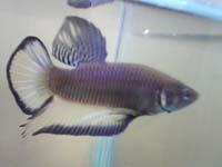 jual cupang hias