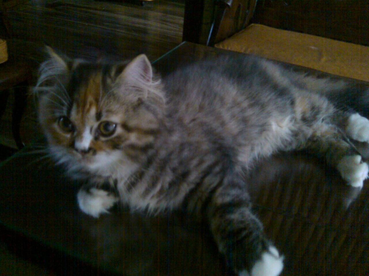Jual kitten persia medium