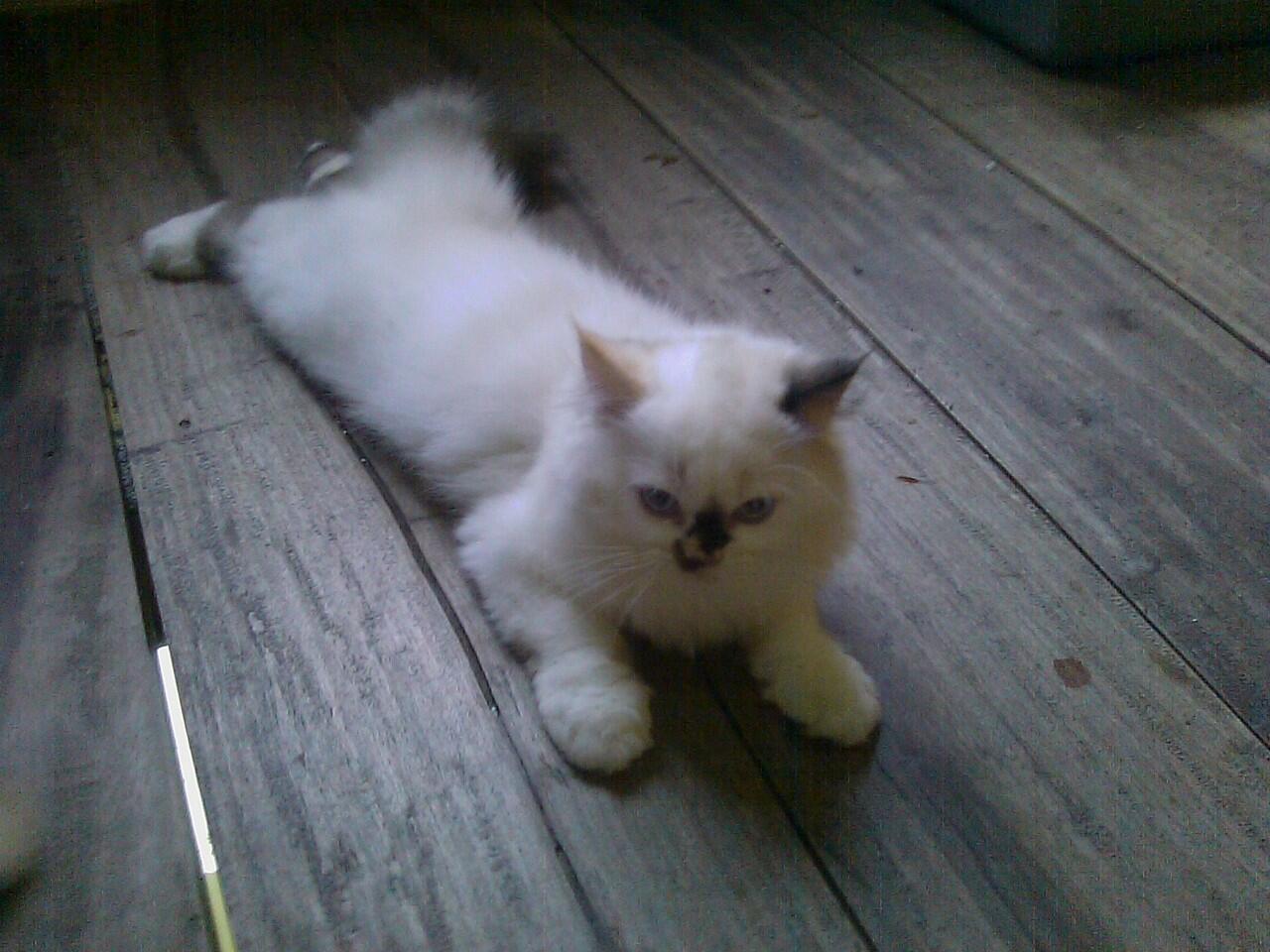 Jual kitten persia medium