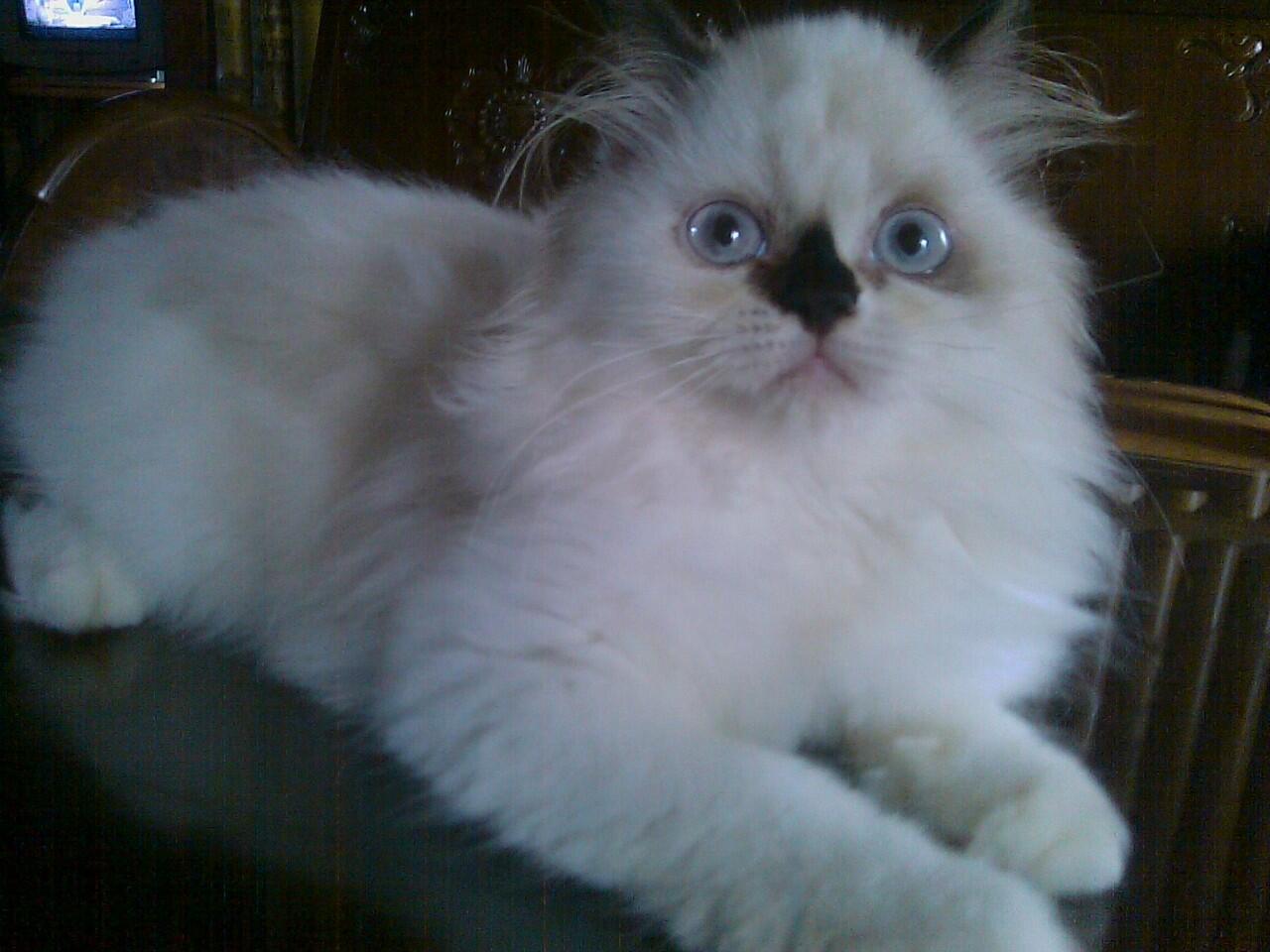 Jual kitten persia medium