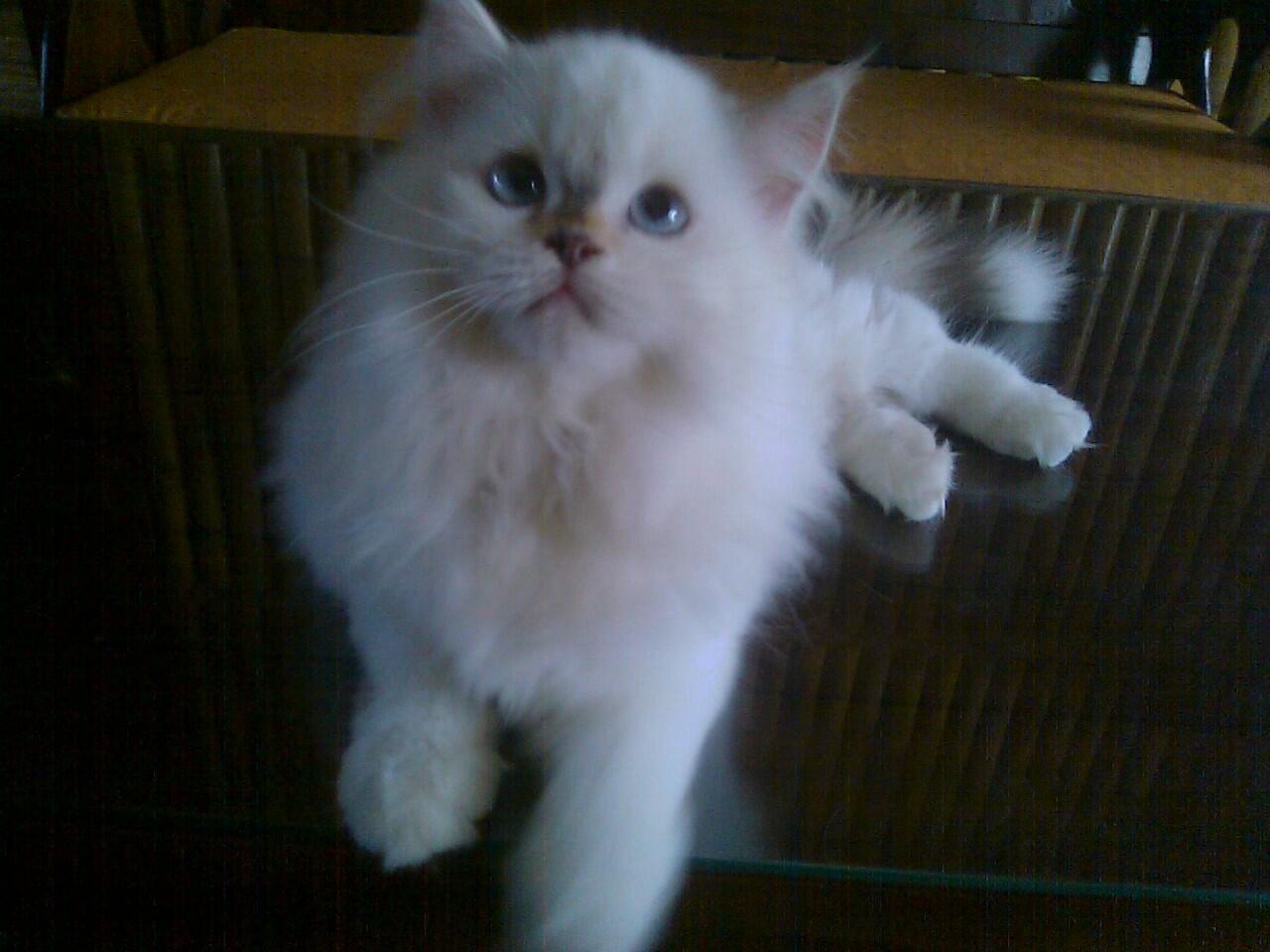 Jual kitten persia medium