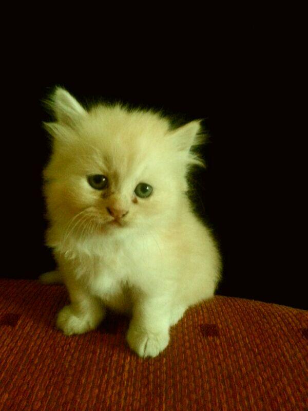 Dijual Anak Kucing