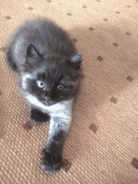 Dijual Anak Kucing