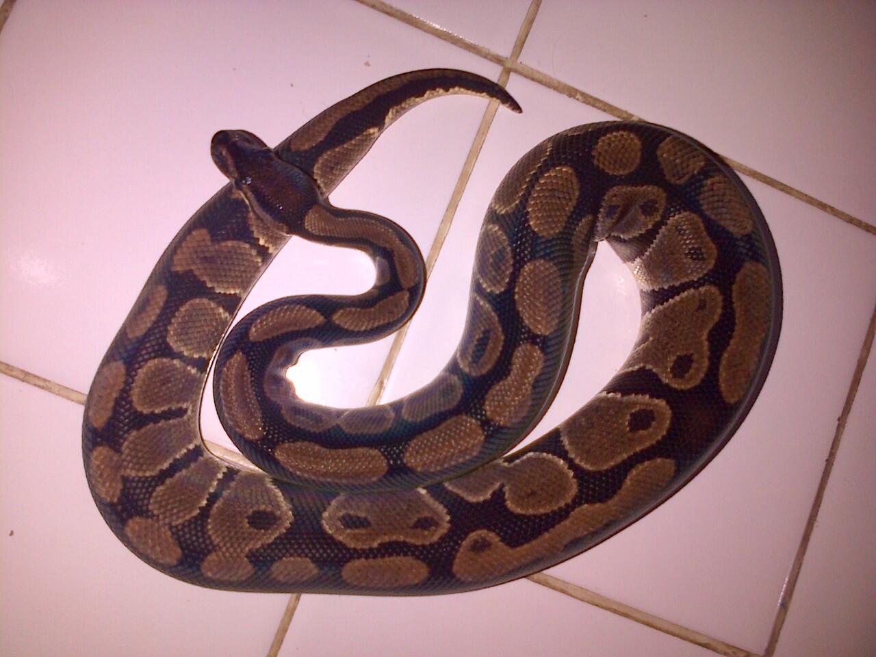 Ball Python (Python regius) JINAK TOTAL