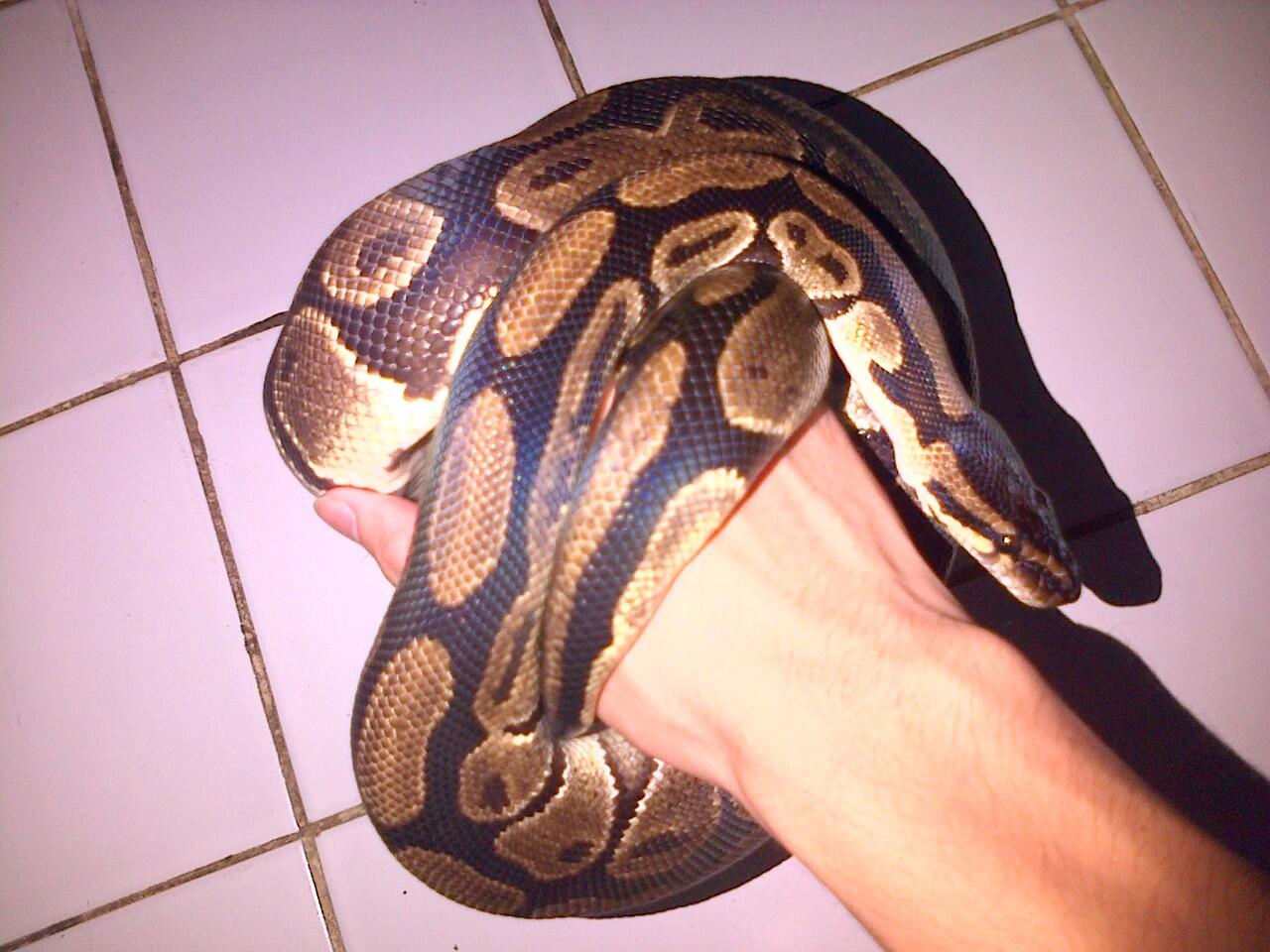 Ball Python (Python regius) JINAK TOTAL