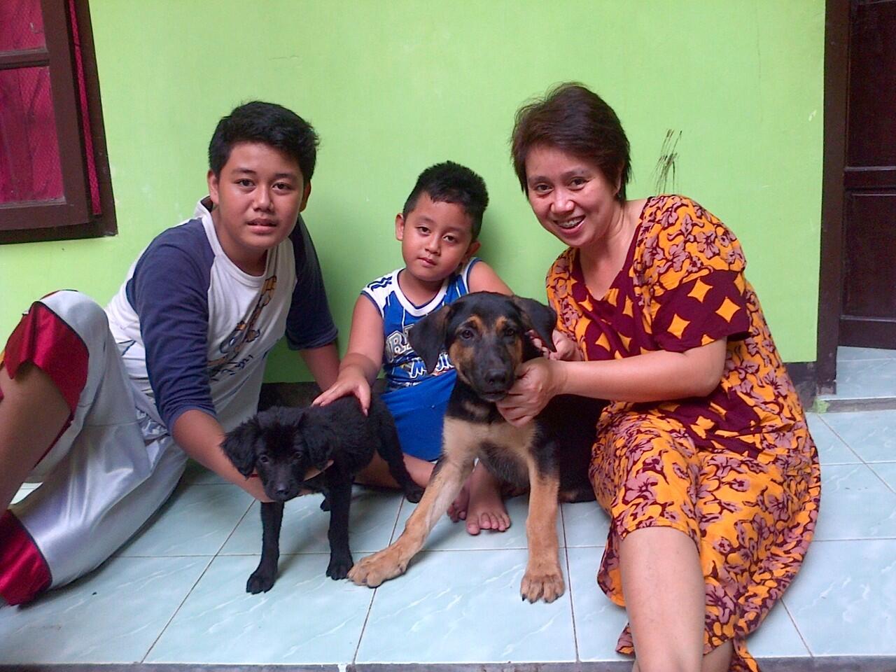 anjing mix ras gede murmer (herder mix rott & labrador mix golden)