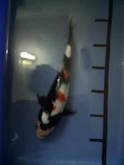 KOI BLITAR SHOWA CAKEP-CAKEP @150RB
