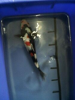 KOI BLITAR SHOWA CAKEP-CAKEP @150RB