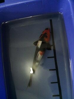 KOI BLITAR SHOWA CAKEP-CAKEP @150RB
