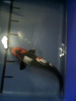 KOI BLITAR SHOWA CAKEP-CAKEP @150RB