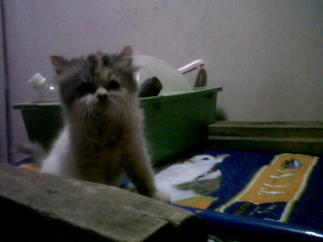 Kucing Persia Medium umur masih 2 bulan.
