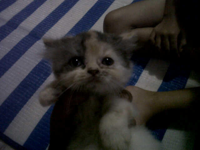 Kucing Persia Medium umur masih 2 bulan.