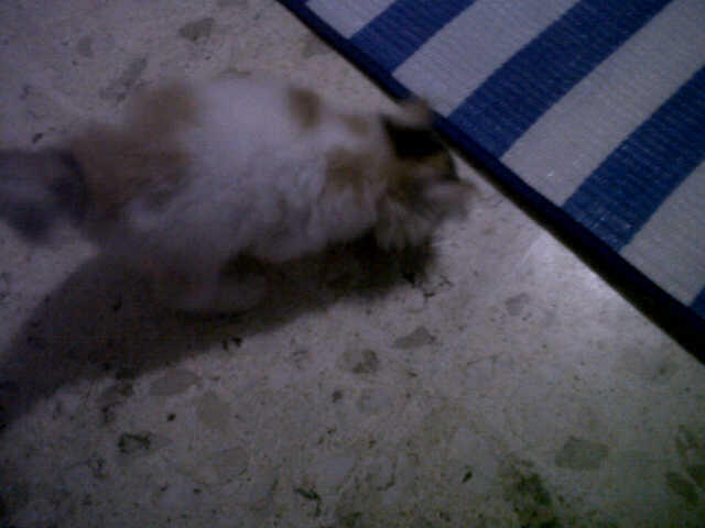 Kucing Persia Medium umur masih 2 bulan.