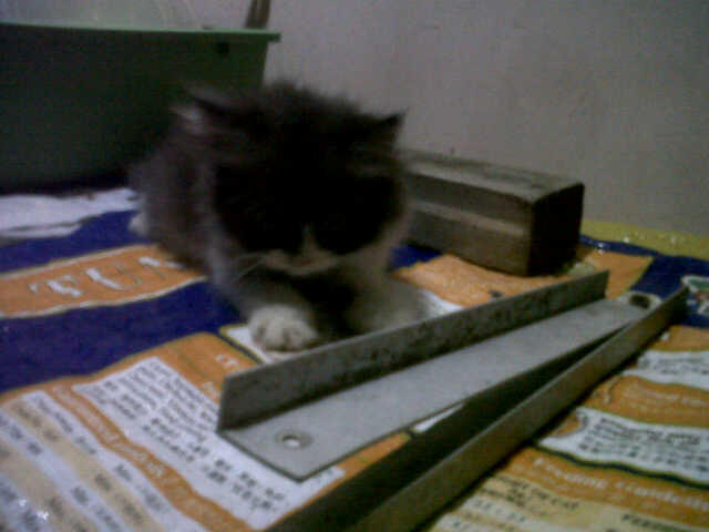 Kucing Persia Medium umur masih 2 bulan.
