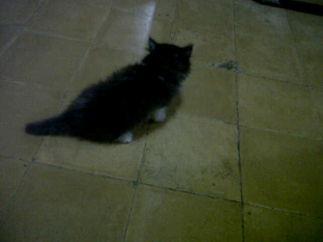 Kucing Persia Medium umur masih 2 bulan.