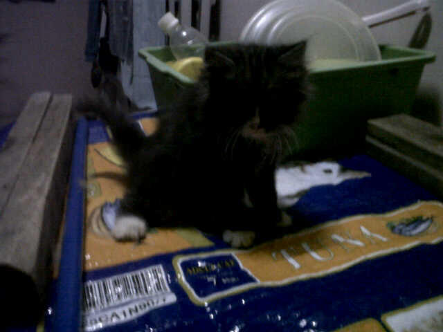 Kucing Persia Medium umur masih 2 bulan.