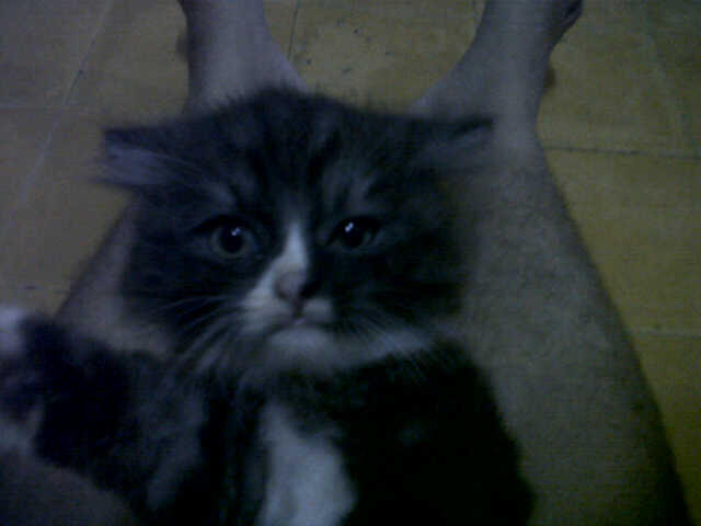 Kucing Persia Medium umur masih 2 bulan.