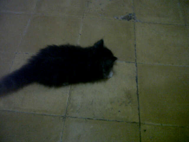 Kucing Persia Medium umur masih 2 bulan.