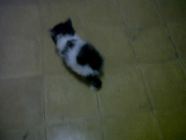 Kucing Persia Medium umur masih 2 bulan.
