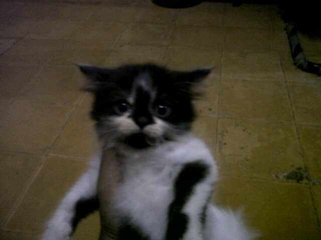 Kucing Persia Medium umur masih 2 bulan.