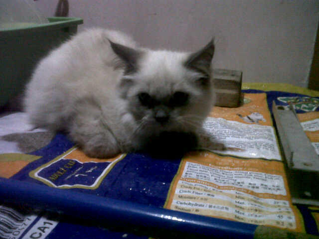 Kucing Persia Medium umur masih 2 bulan.