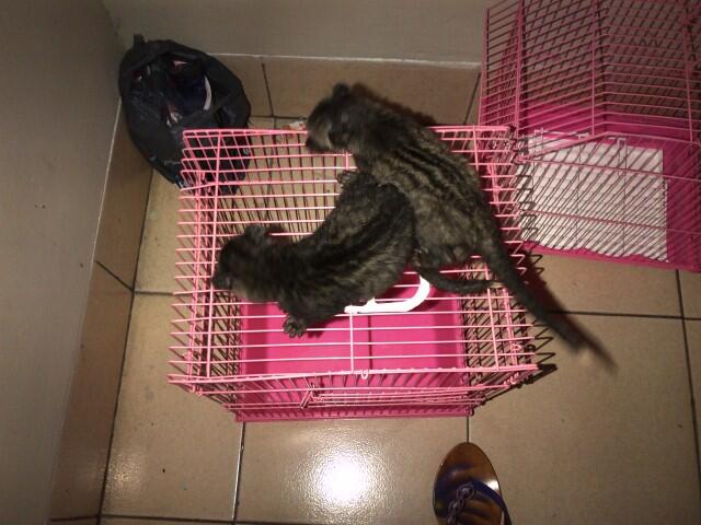 musang pandan ekor putih anakan
