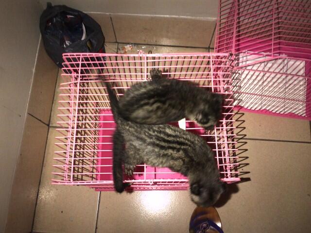 musang pandan ekor putih anakan