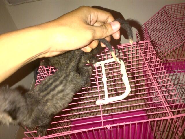 musang pandan ekor putih anakan