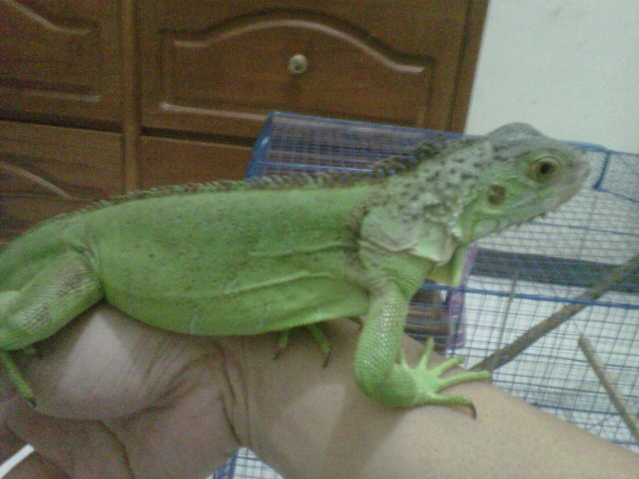 Terjual Jual Green Iguana Iguana Hijau 75 Cm Up Kaskus