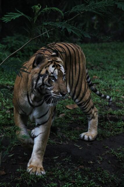 Hunted Photos (Sebuah koleksi foto seorang anak)