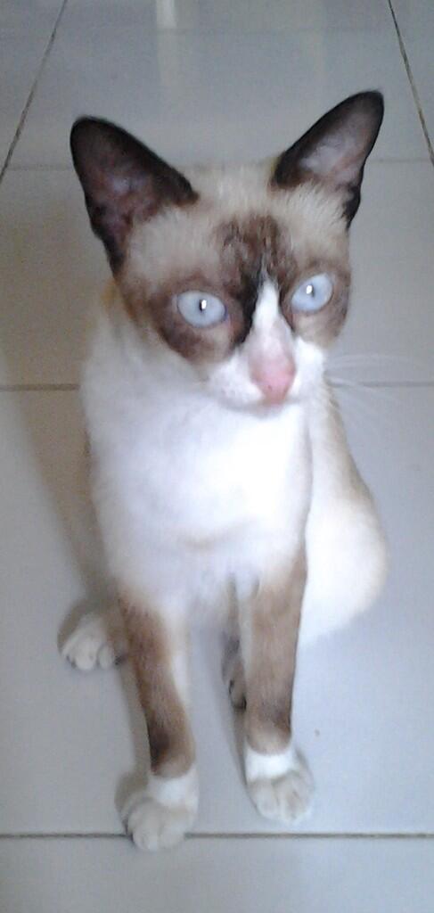 Kucing Siam Betina & Dua Anaknya yang Lucu