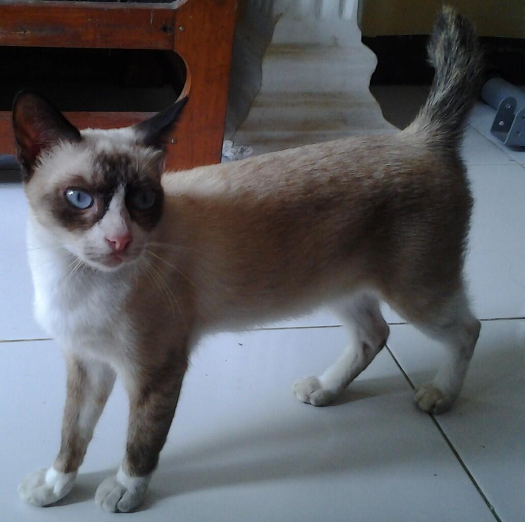 Kucing Siam Betina & Dua Anaknya yang Lucu