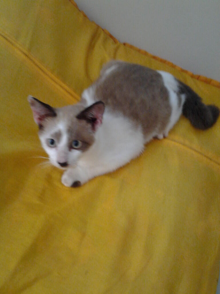 Kucing Siam Betina & Dua Anaknya yang Lucu