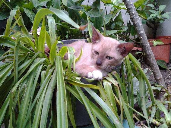 Kucing Siam Betina & Dua Anaknya yang Lucu