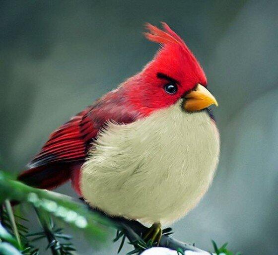 Angry Birds di kehidupan nyata ternyata ada gan