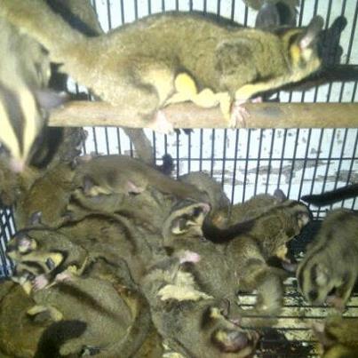 SUGAR GLIDER INDUKAN 8bln UP