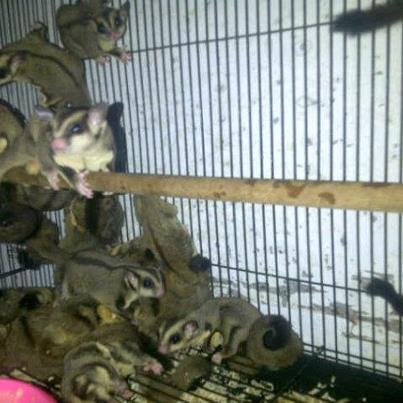 SUGAR GLIDER INDUKAN 8bln UP