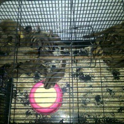 SUGAR GLIDER INDUKAN 8bln UP