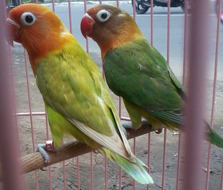 lovebird love bird