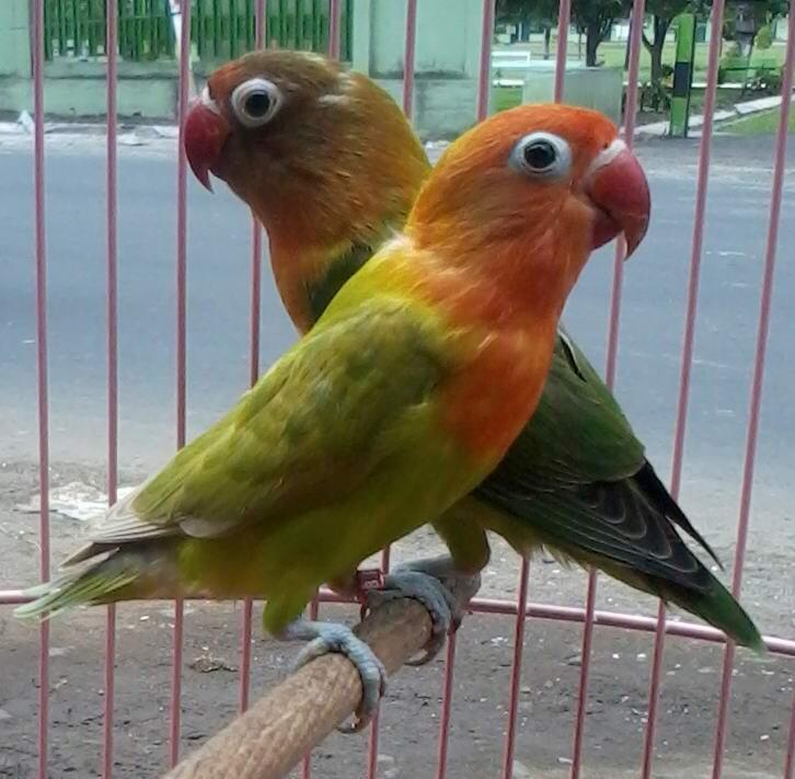 lovebird love bird