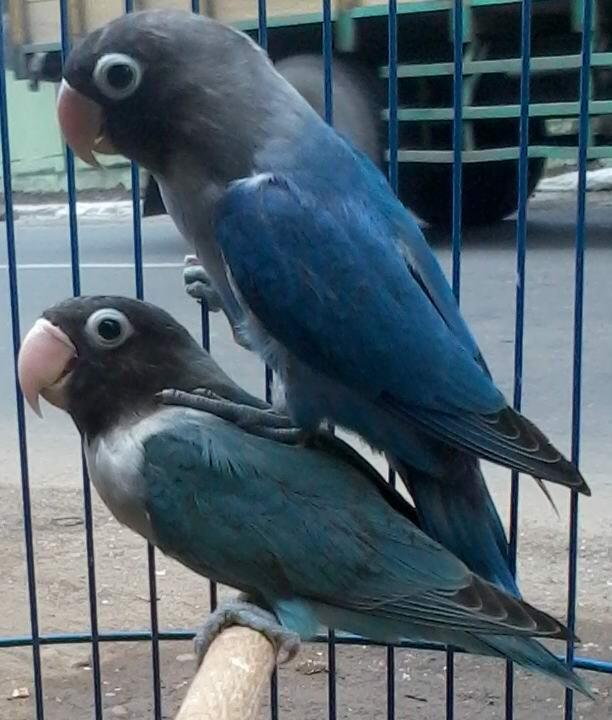 lovebird love bird