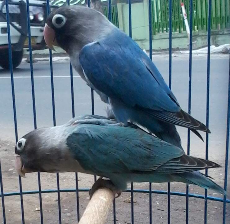 lovebird love bird