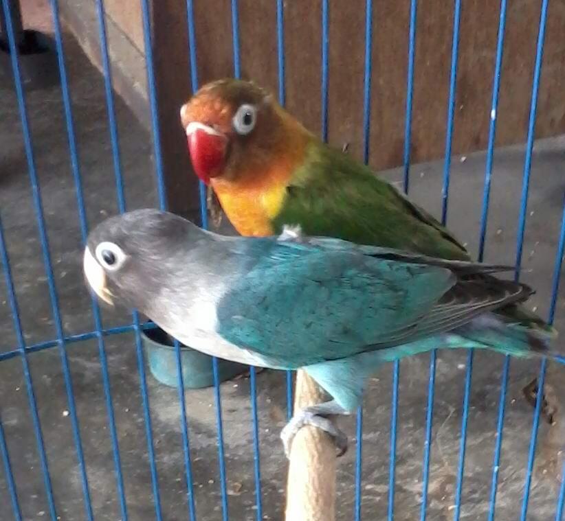 lovebird love bird