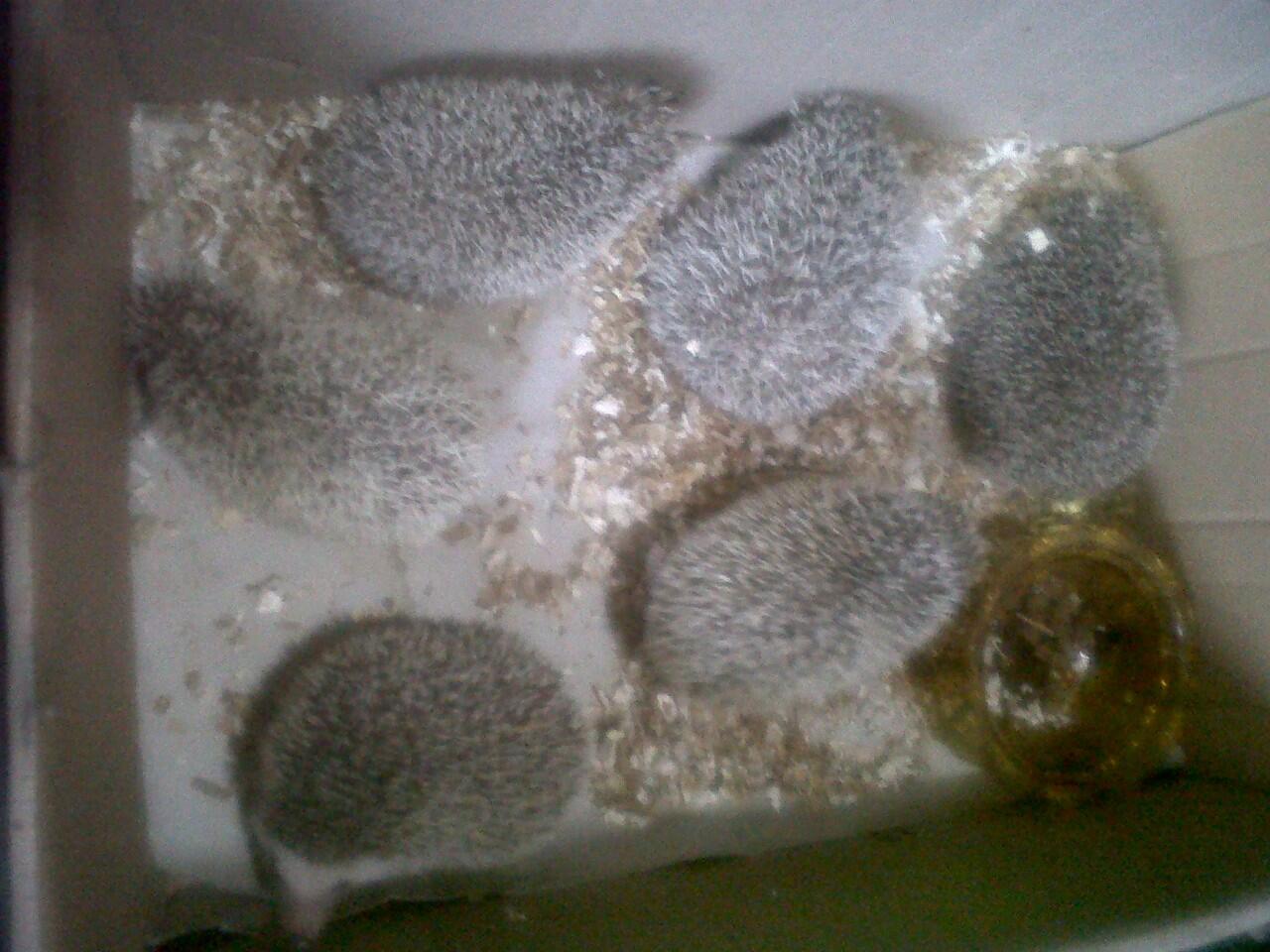 Landak Mini Indukan Betina Banyak Jenis