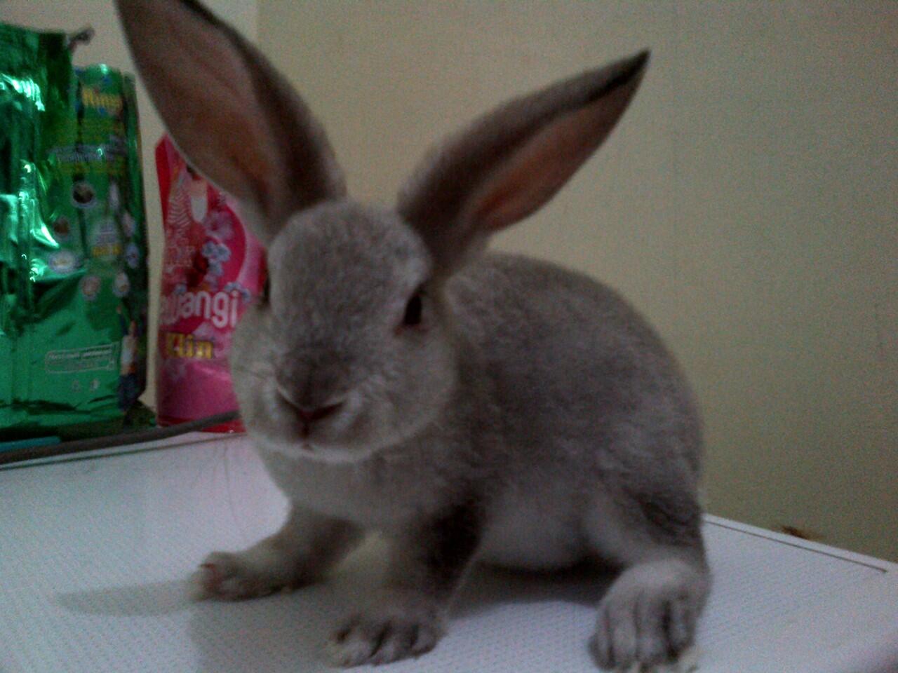 Dijual Kelinci Hias Jenis Rex Satin Chincilla