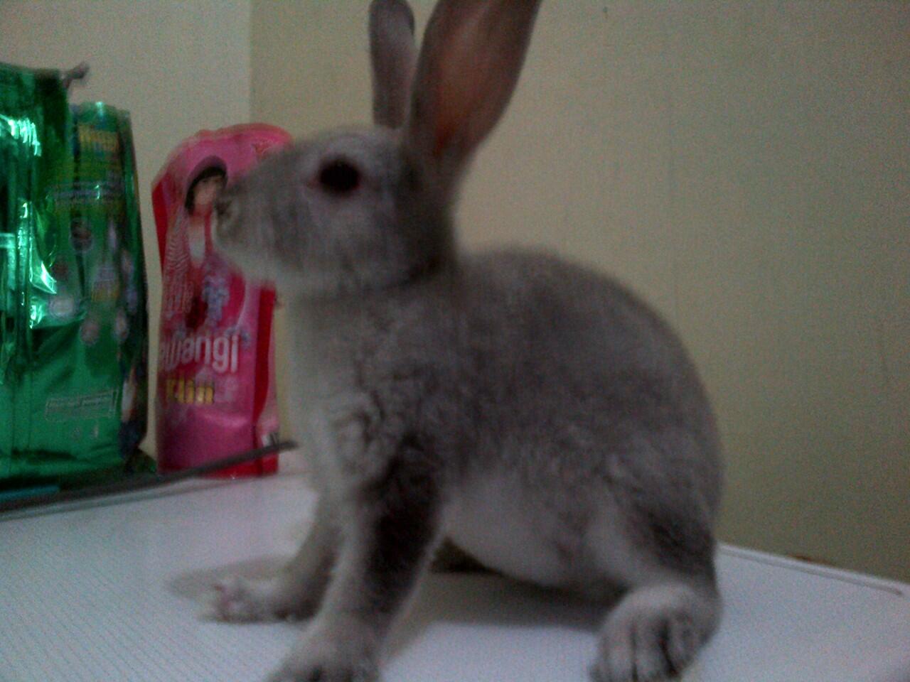 Dijual Kelinci Hias Jenis Rex Satin Chincilla