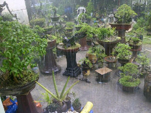 Cari jual bahan bonsai santigi small,medium  KASKUS