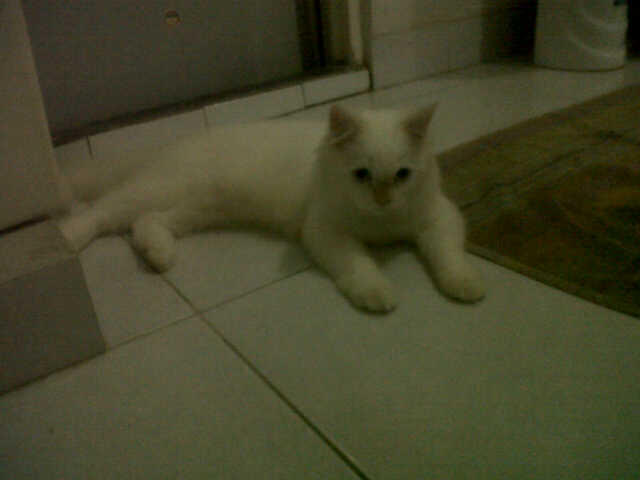 wts kucing angora mix persia jinak total